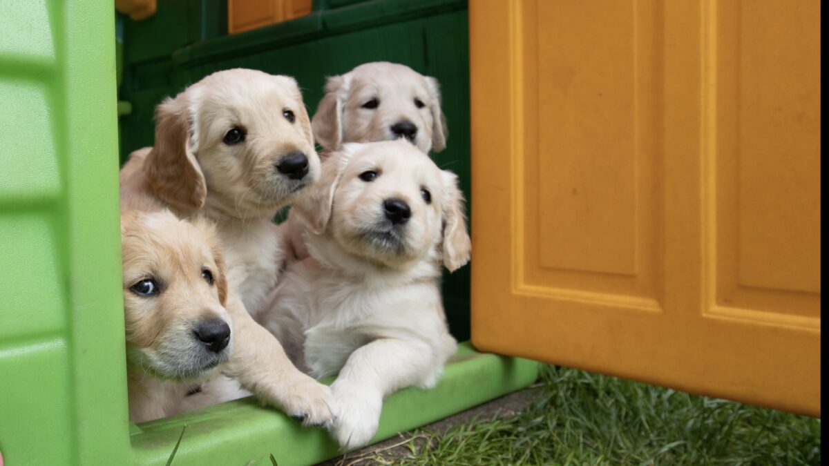 piano vaccinale cucciolo di cane