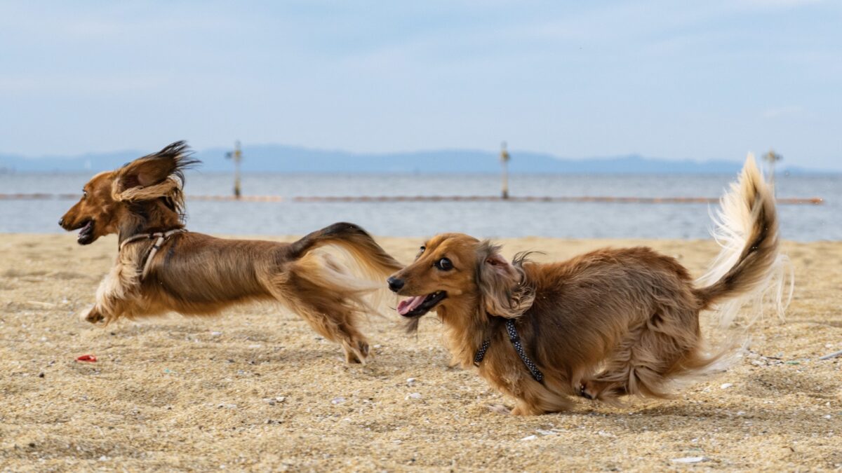 ortopedia del cane adulto