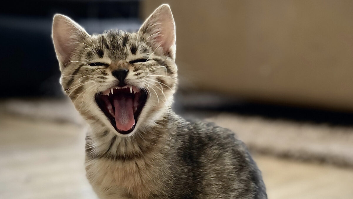 vaccinazioni cucciolo di gatto