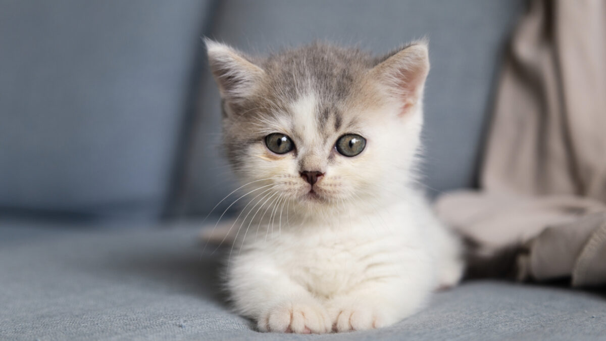 adottare un cucciolo di gatto