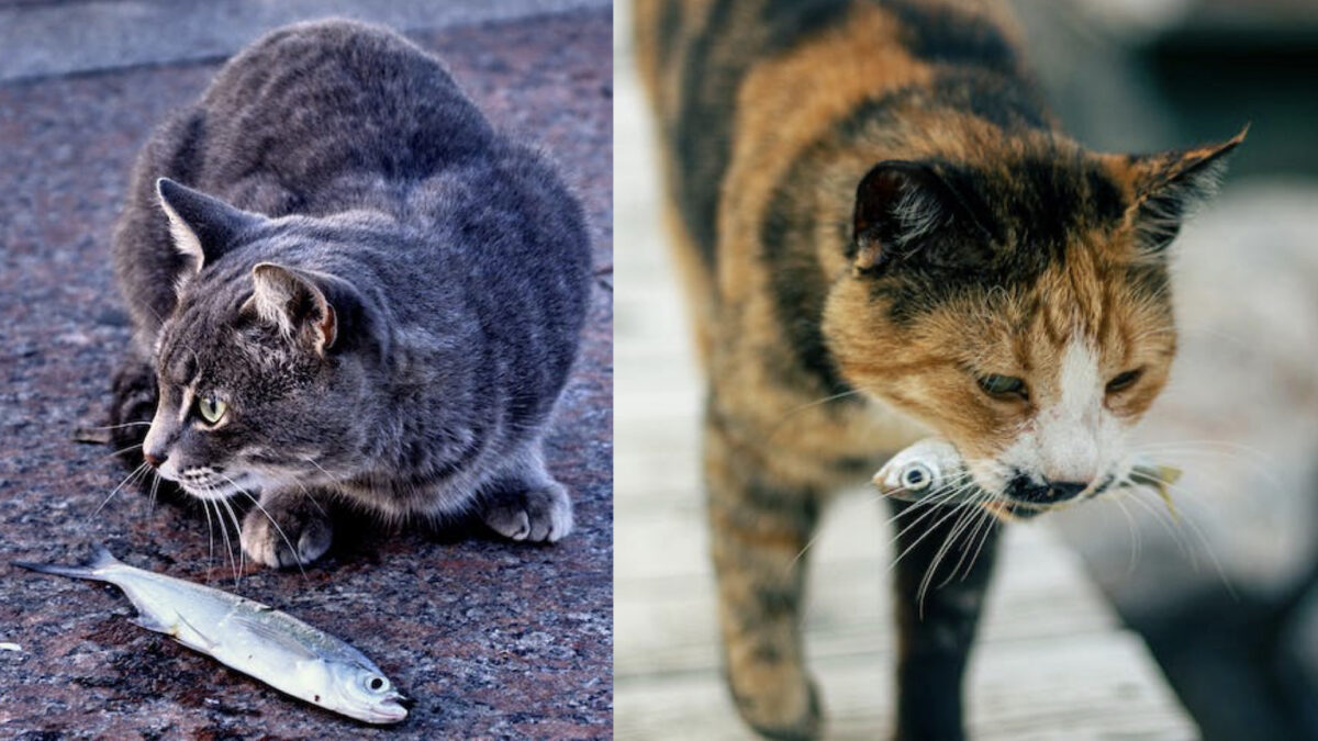 sai che il pesce può nuocere anche ai gatti?