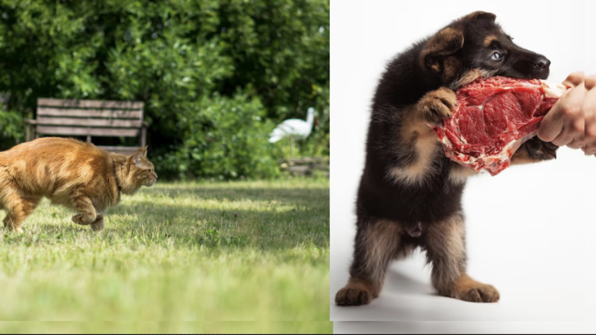 cane e gatto sono carnivori?