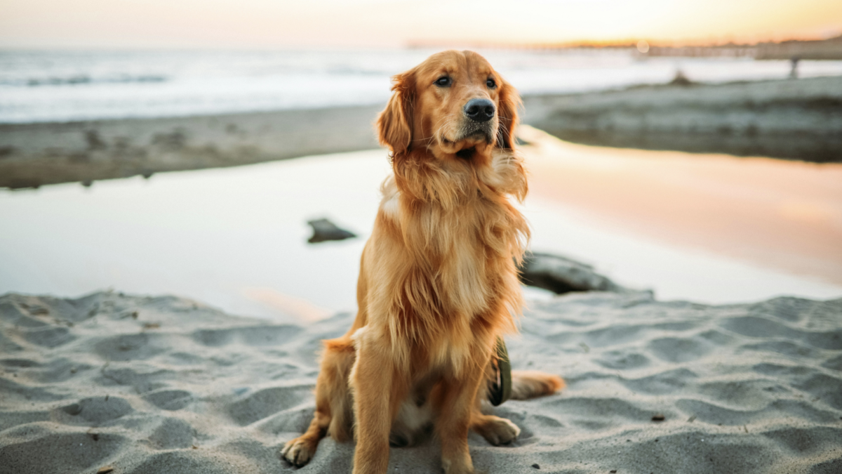 insegnare il “seduto” al cane, un metodo classico